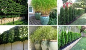Best Potted Plants To Create Privacy - best potted plants to create privacy