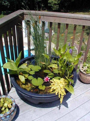 21 Fascinating Low-Budget DIY Mini Ponds In a Pot - WooHome