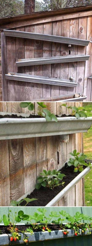 Creative DIY Ideas for Growing Strawberries On Small Garden or Yard ...