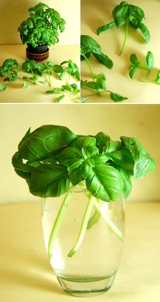 15 Vegetables Magically Regrow From Kitchen Scraps Woohome