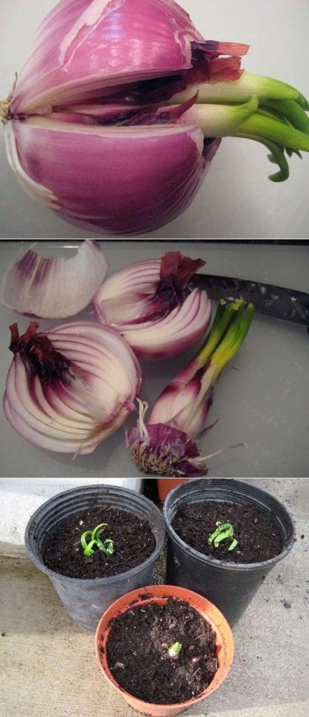 15 Vegetables Magically Regrow From Kitchen Scraps Woohome