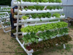 27 DIY PVC Pipe Garden Ideas and Gardening Tips