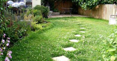 17 Key Factors to Consider Before Planting a Clover Lawn